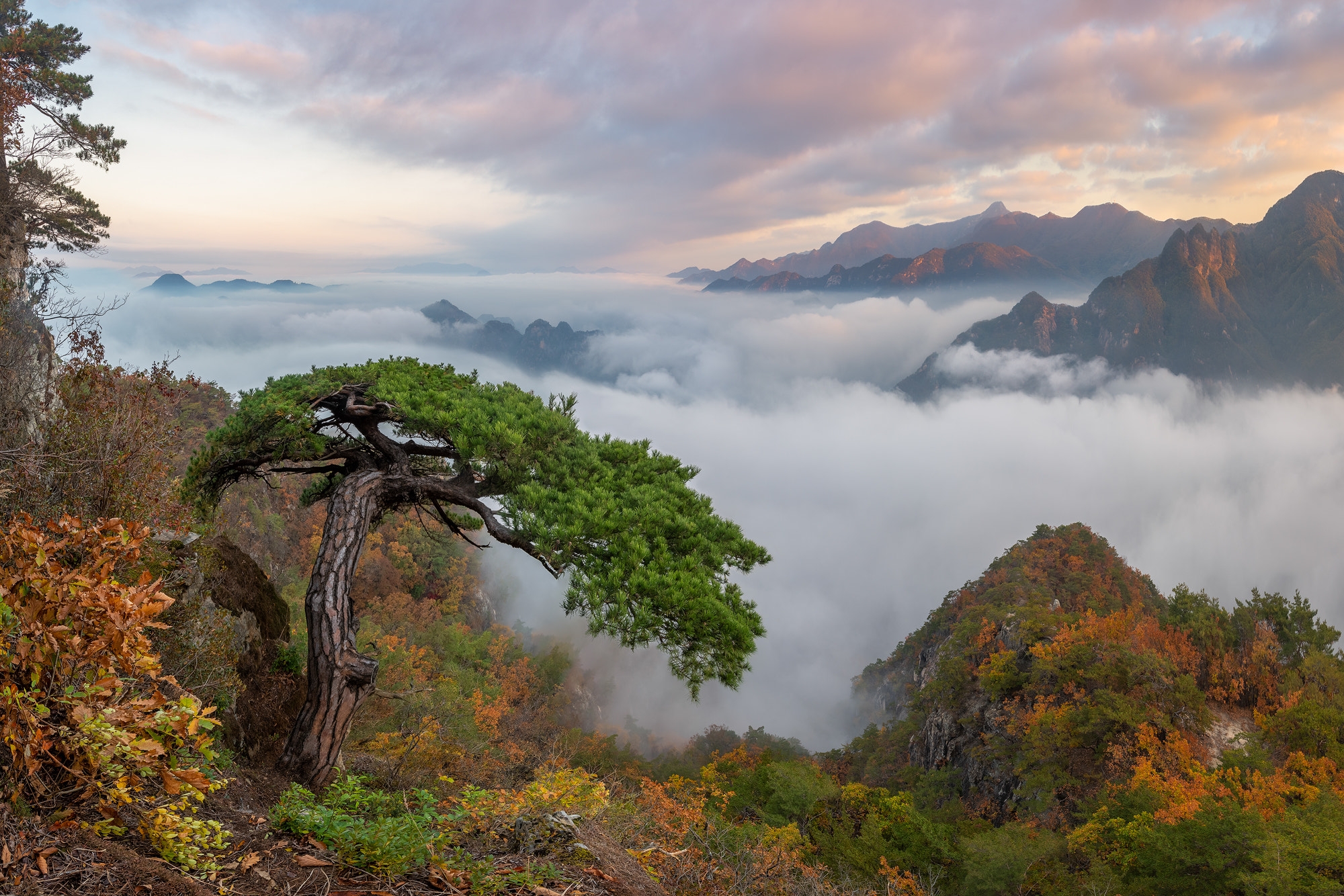 Бесплатное фото Растущий лес за облаками в горах
