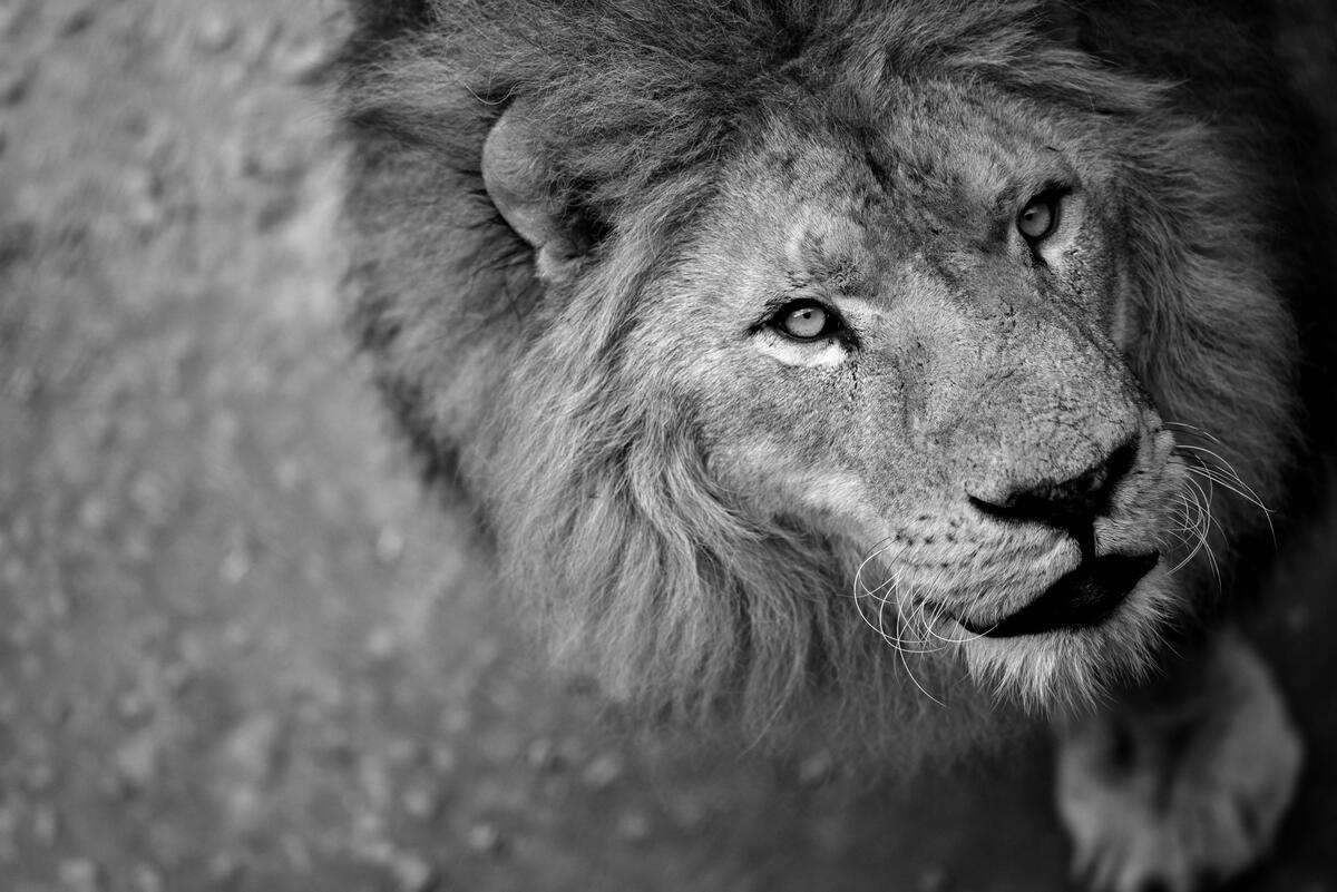 Black and white photo of a lion with a fluffy mane