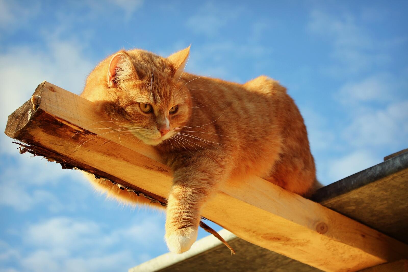 Бесплатное фото Экстремальный отдых рыжего кота