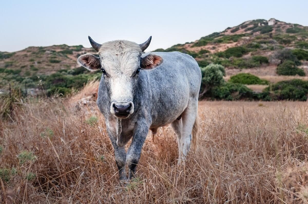 A gray bull with horns in the pasture