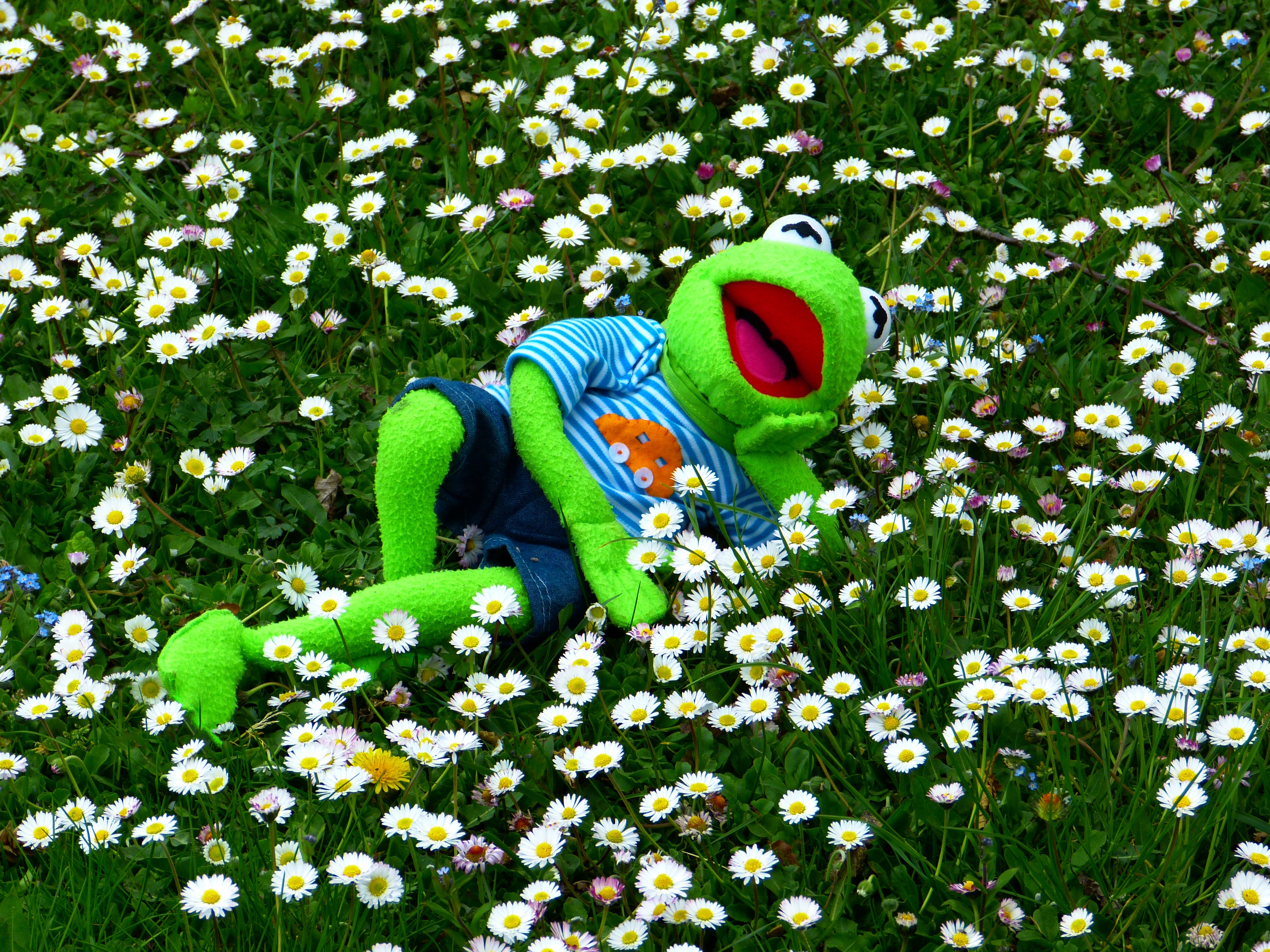 一只柔软的青蛙在花丛中休息