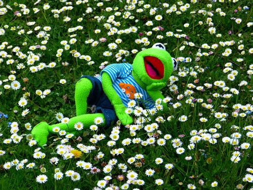 A soft frog rests in a field of flowers
