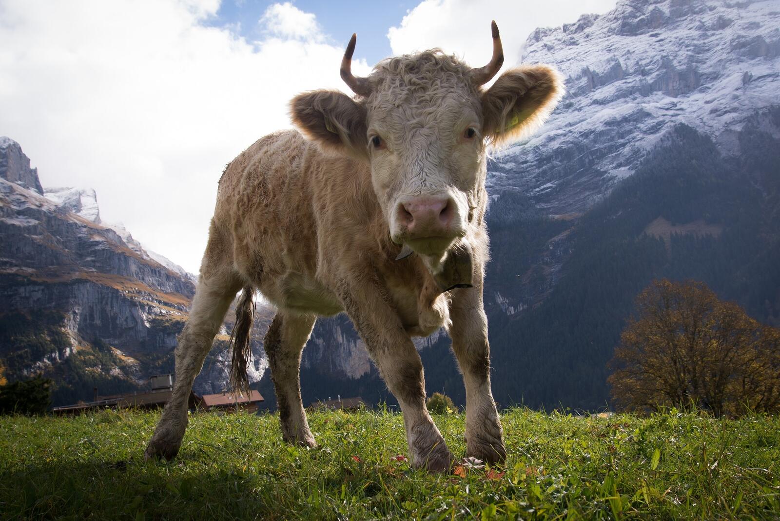 Бесплатное фото Корова смотрит в камеру