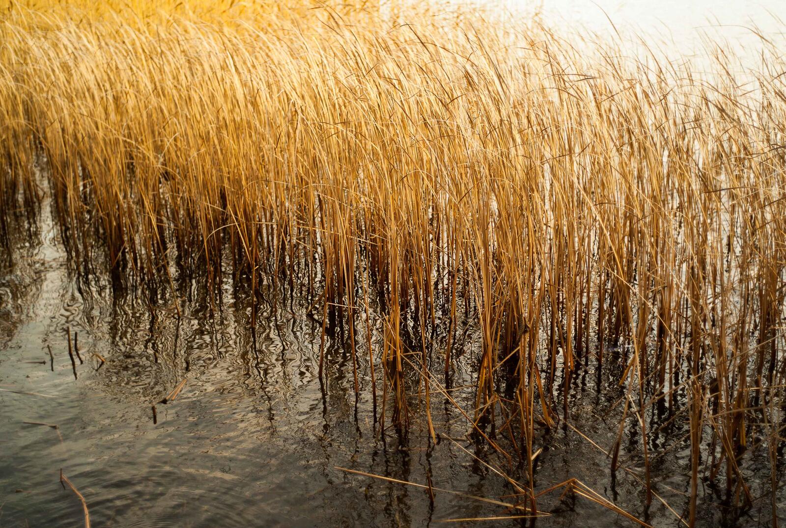 Бесплатное фото Трава растущая в воде на озере