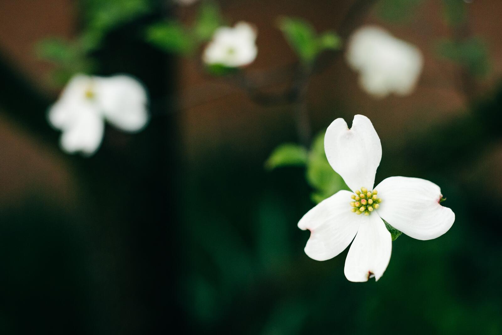 Бесплатное фото Полевой цветок с белыми лепестками