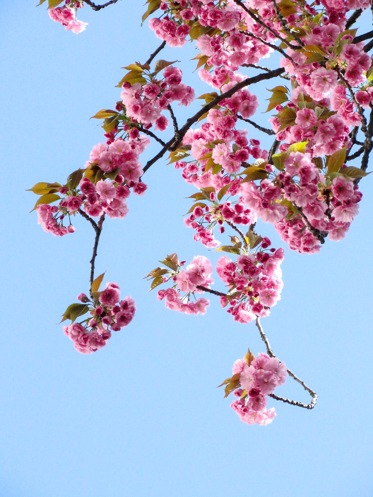 Розовые цветочки на ветке дерева на голубом фоне