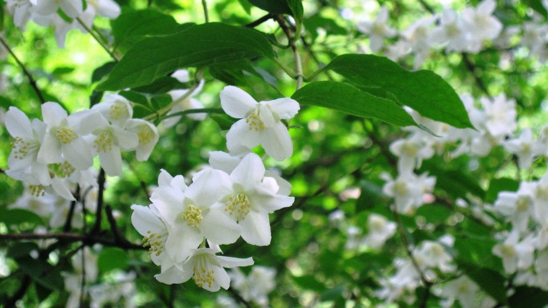 White flowers on a blossoming tree.
