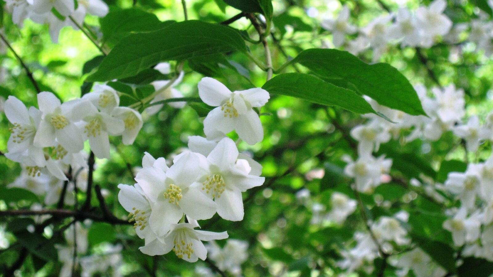 Free photo White flowers on a blossoming tree.