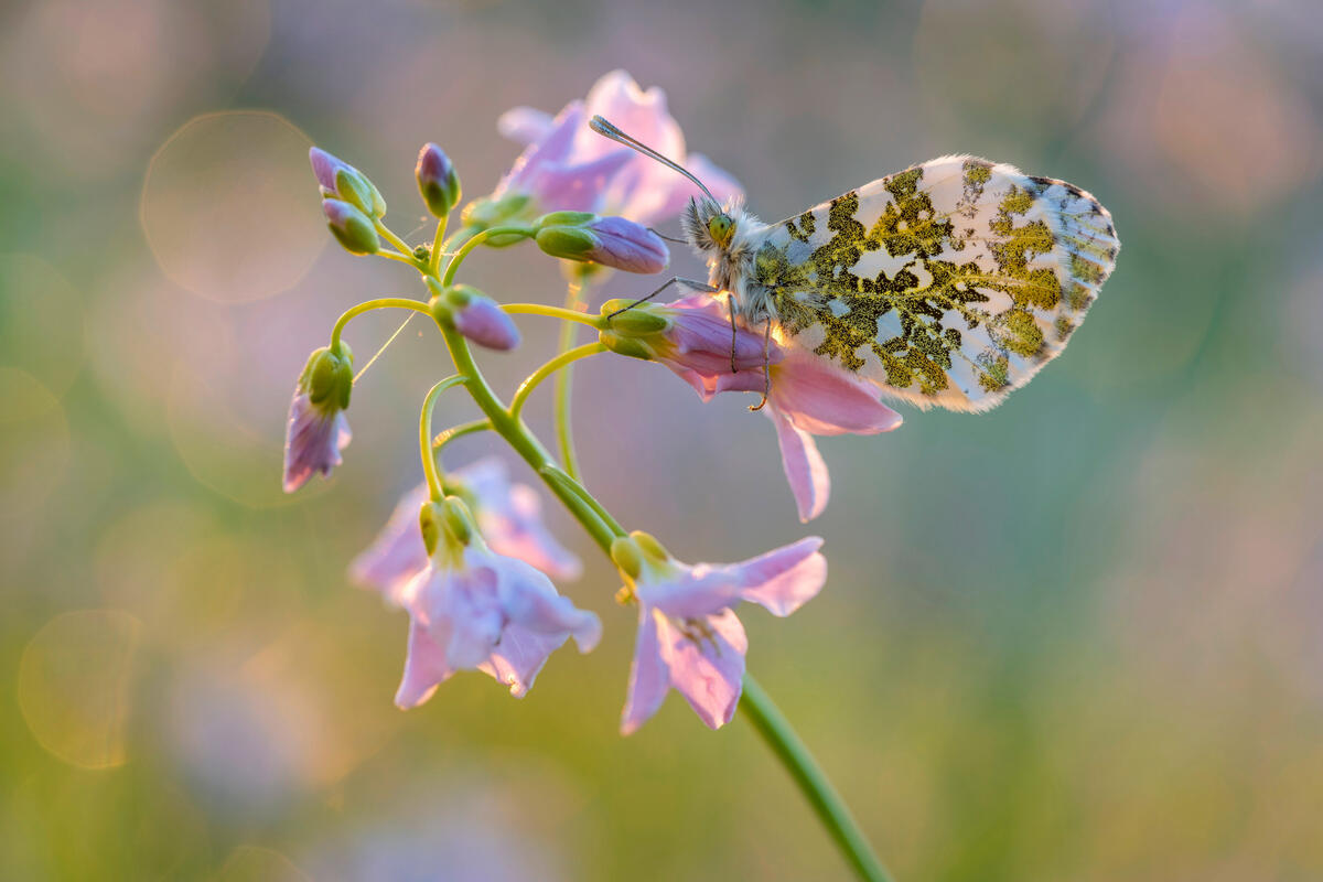 Красивая бабочка сидит на нежно-розовых цветочках