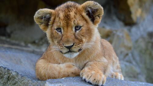 The little lion cub lies on a rock