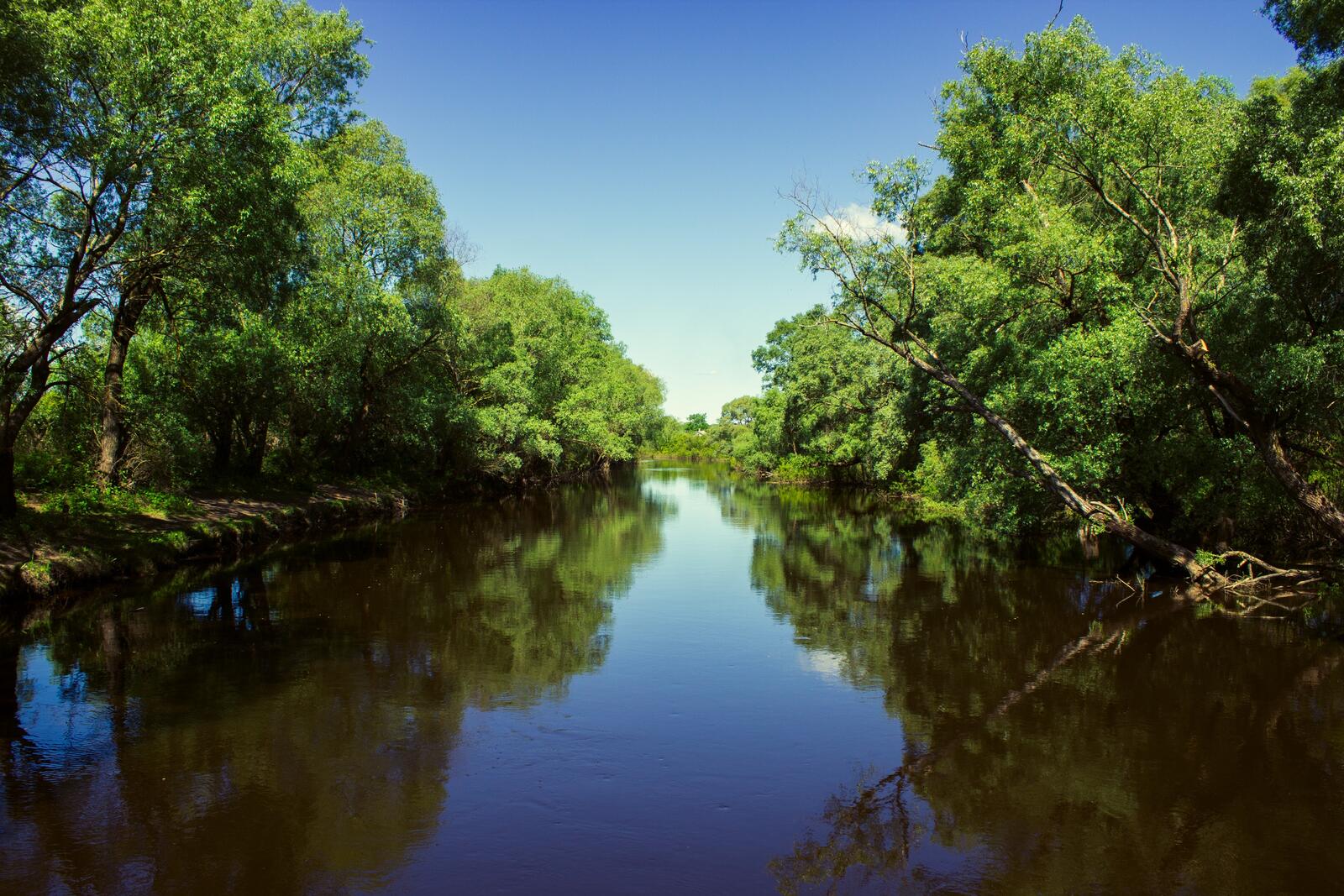 Бесплатное фото Широкая река в лесной местности