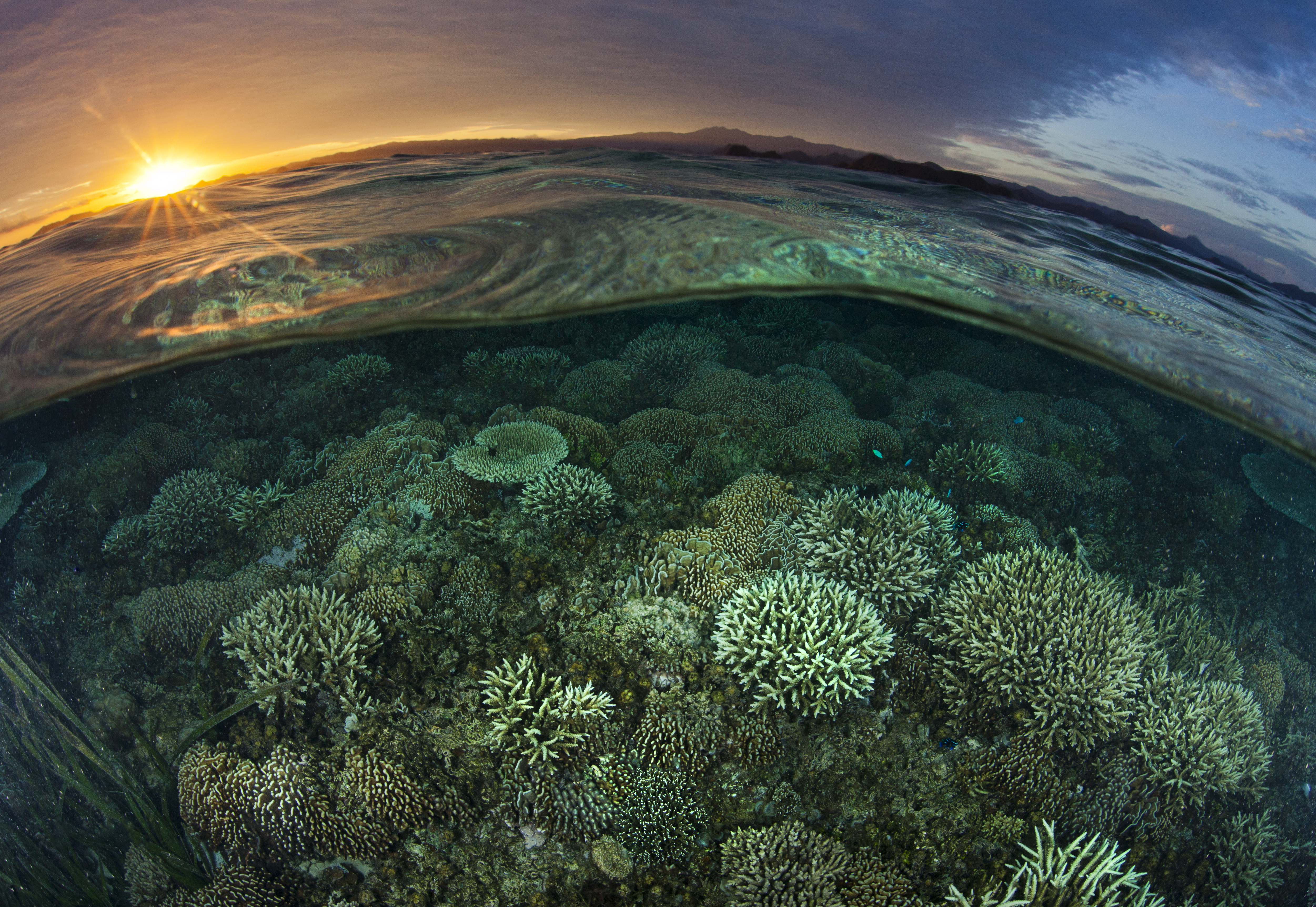清水中的珊瑚礁