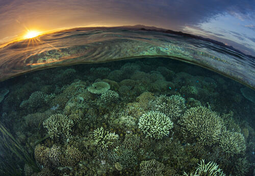 Коралловые рифы в прозрачной воде