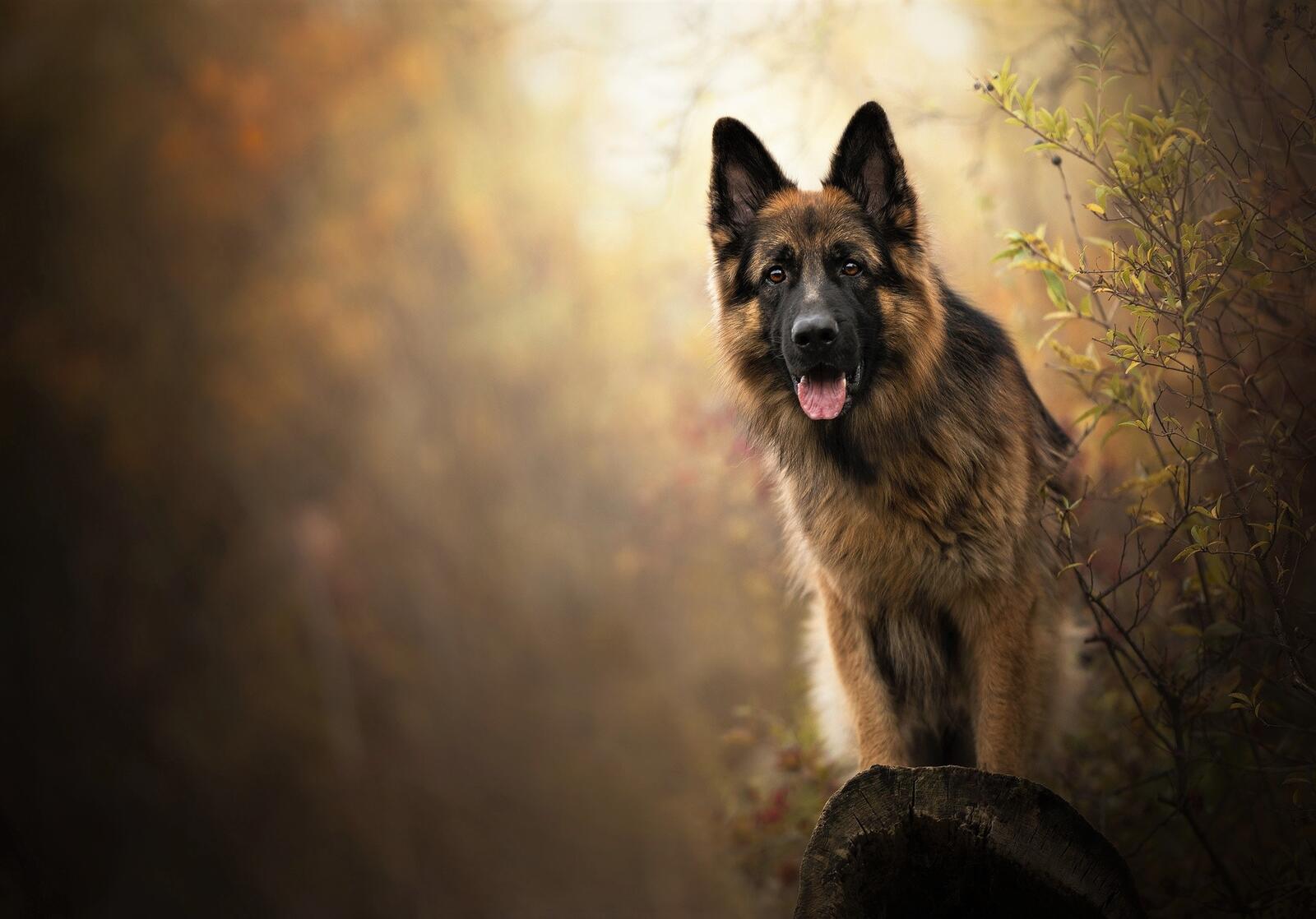 Free photo A German Shepherd looking out from behind a bush