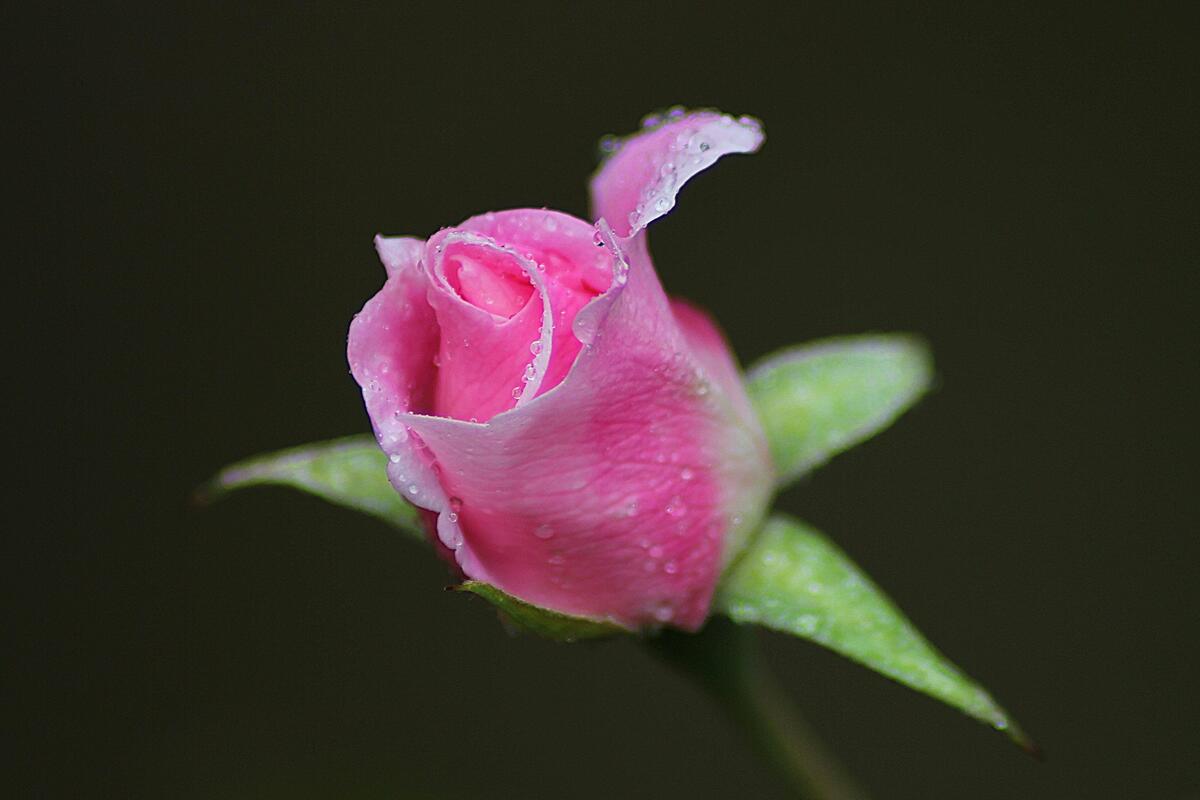 A groovy pink rose with dewdrops on the petals.