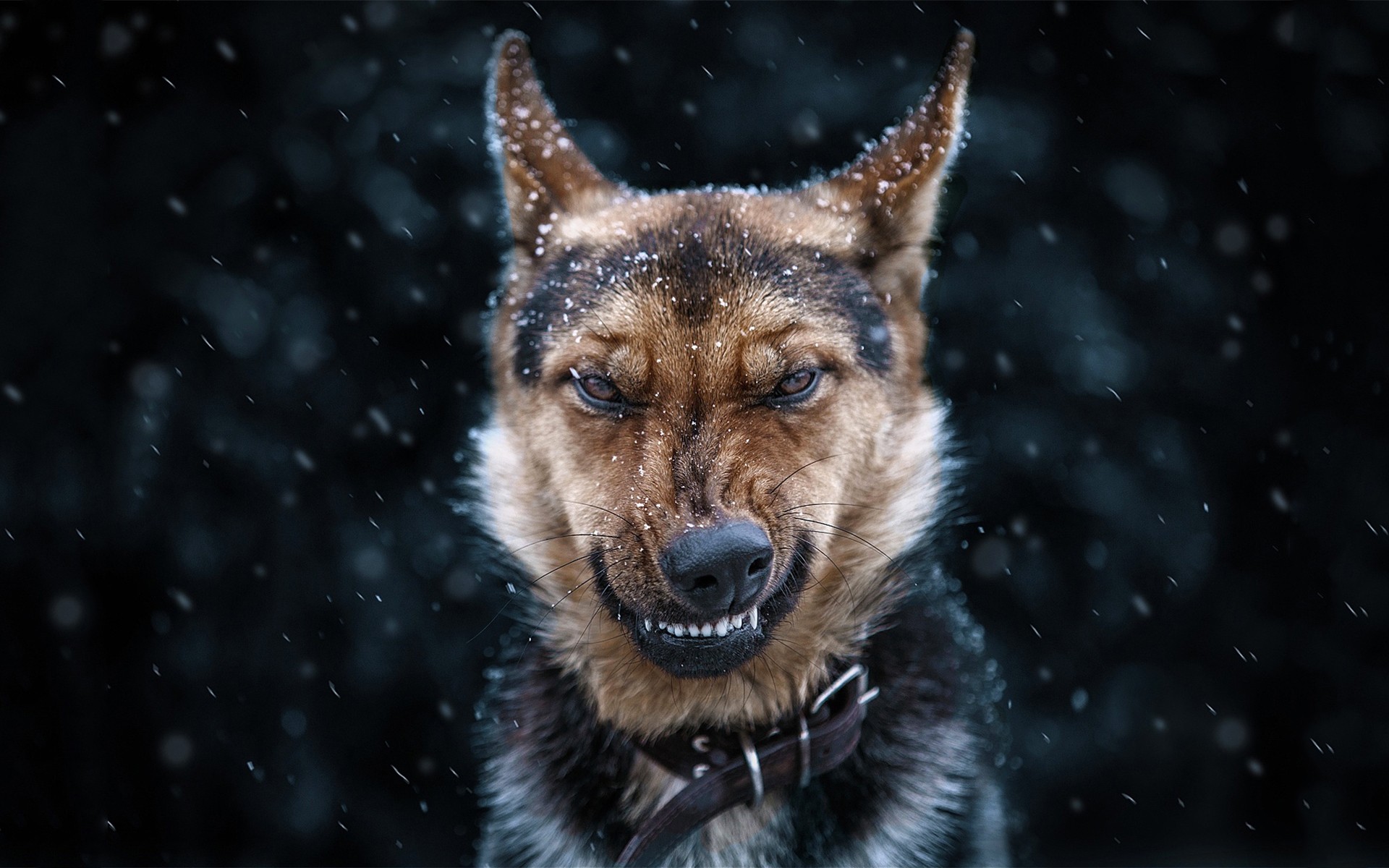狗的脸捕捉到雪的瞬间