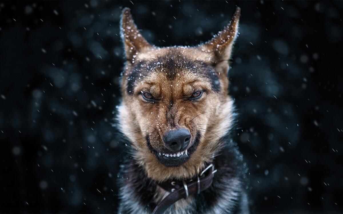 Момент мордашки пса который ловит снег