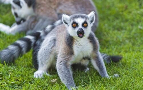 Lemur looks into the camera lens