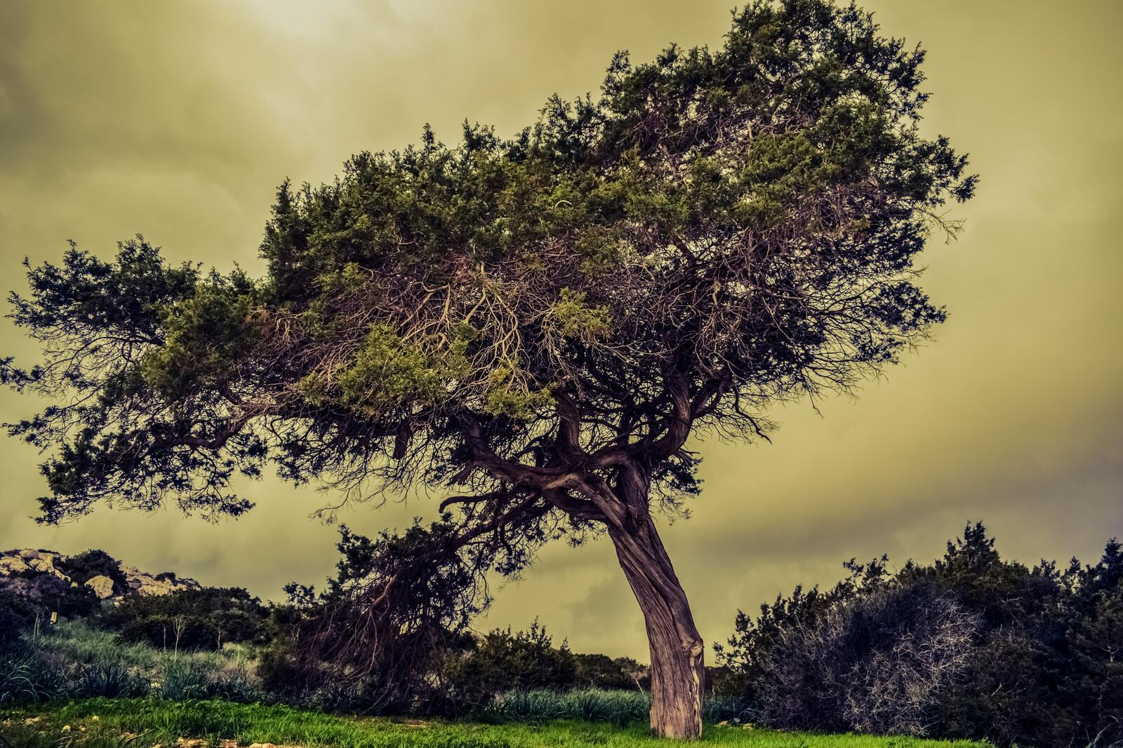 Бесплатное фото Старое одинокое дерево на лугу