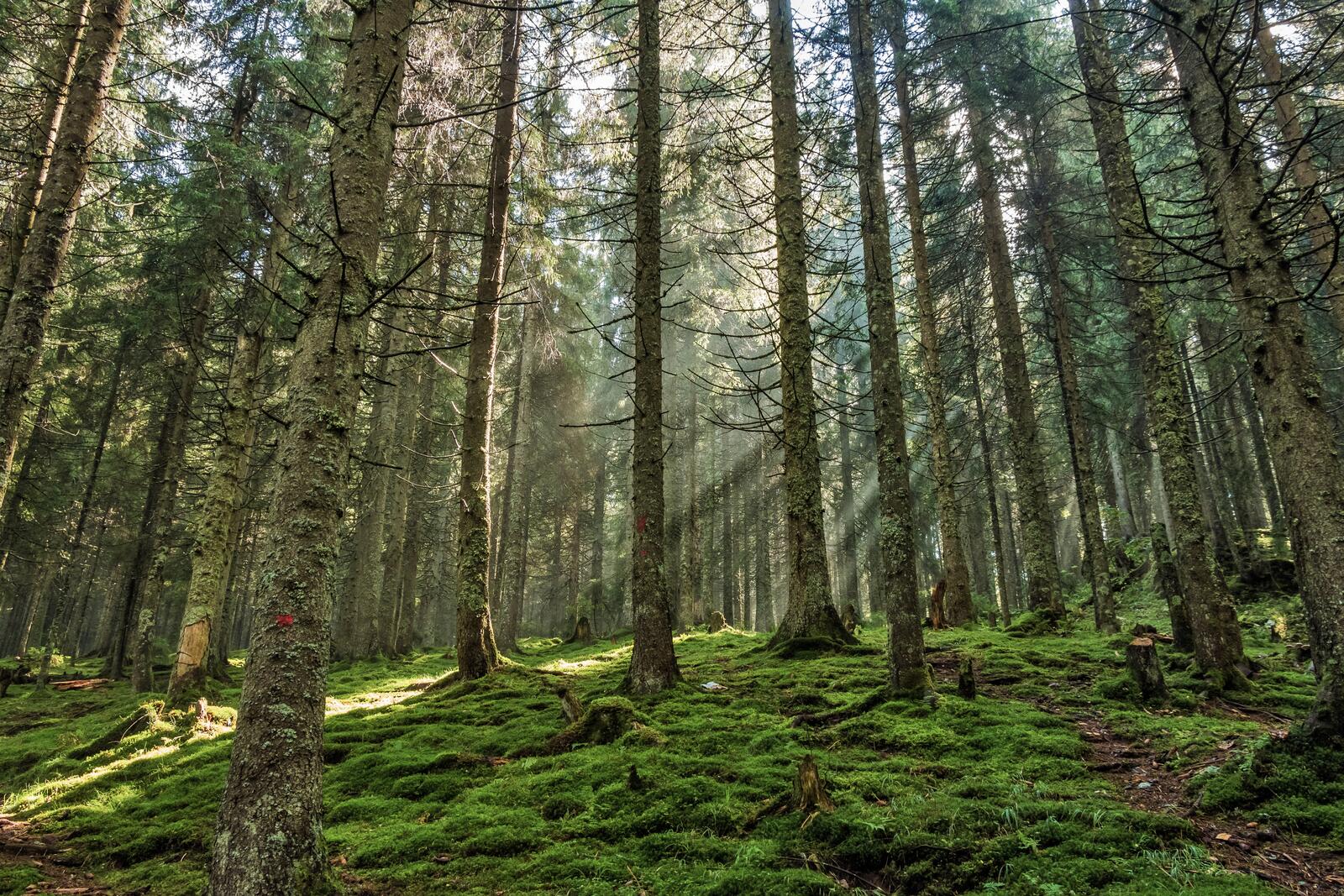 Бесплатное фото Обои с хвойным лесом в солнечную погоду