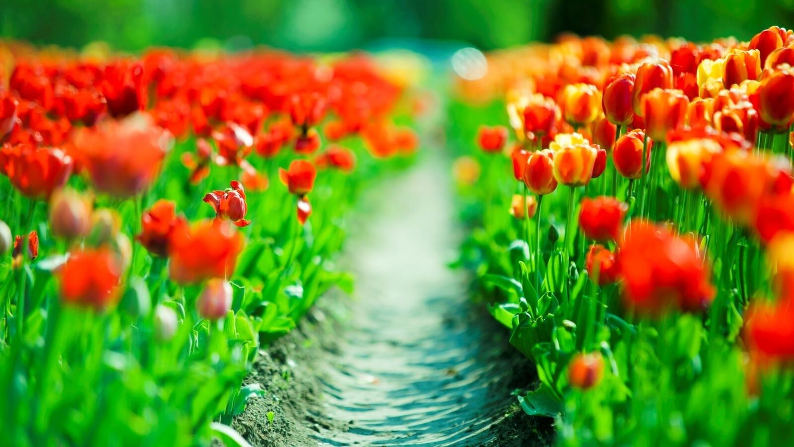 Бесплатное фото Тропа через поле с оранжевыми тюльпанами