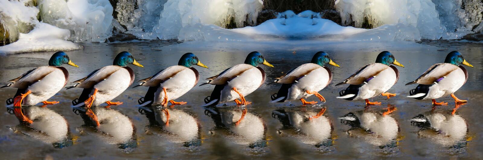 Free photo Ducks in winter follow each other on the ice.