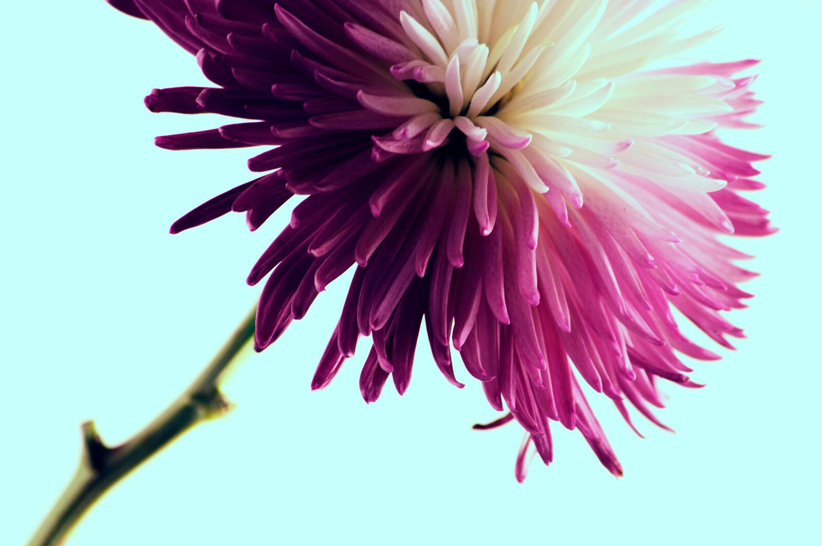 免费照片雏菊家族中的一种粉色花朵。