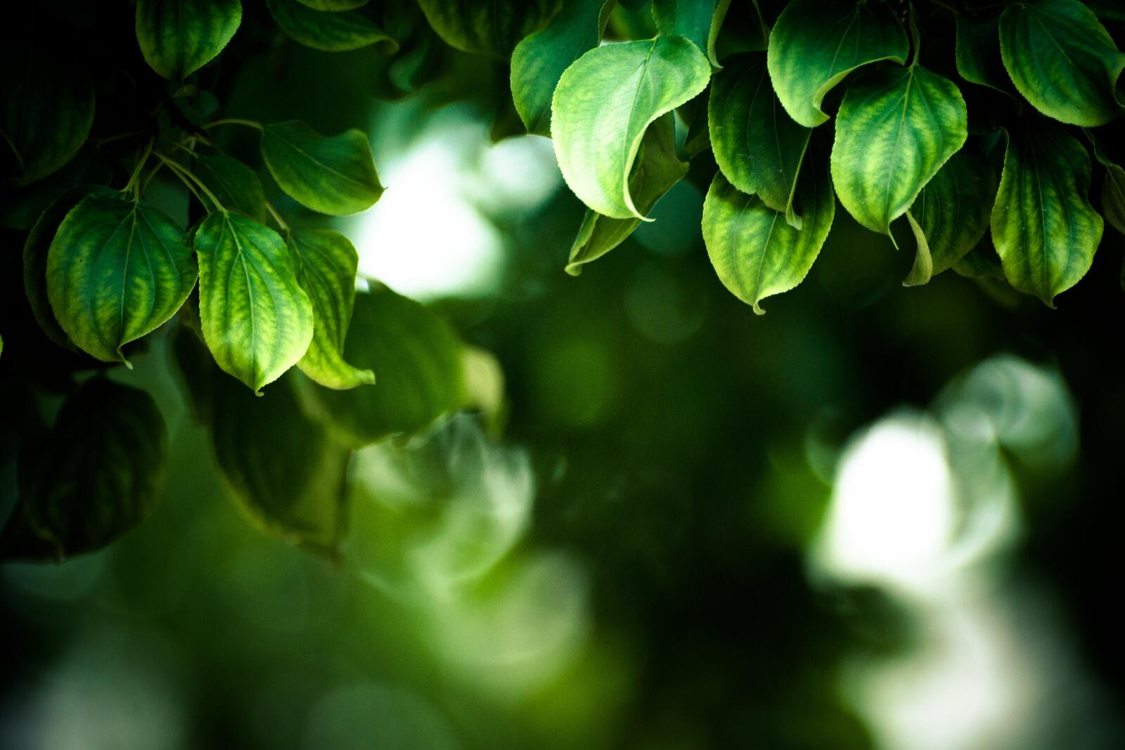 Free photo Wallpaper with green leaves