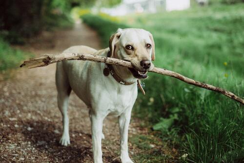 A white puppy with a stick in his teeth.