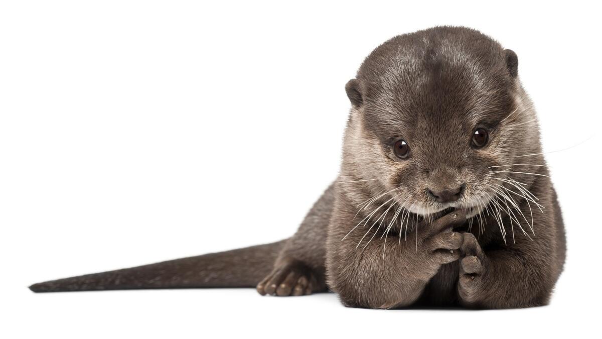 Cute otter