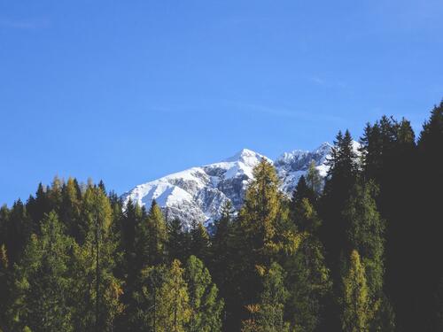 Снежная вершина виднеется через вершины деревьев