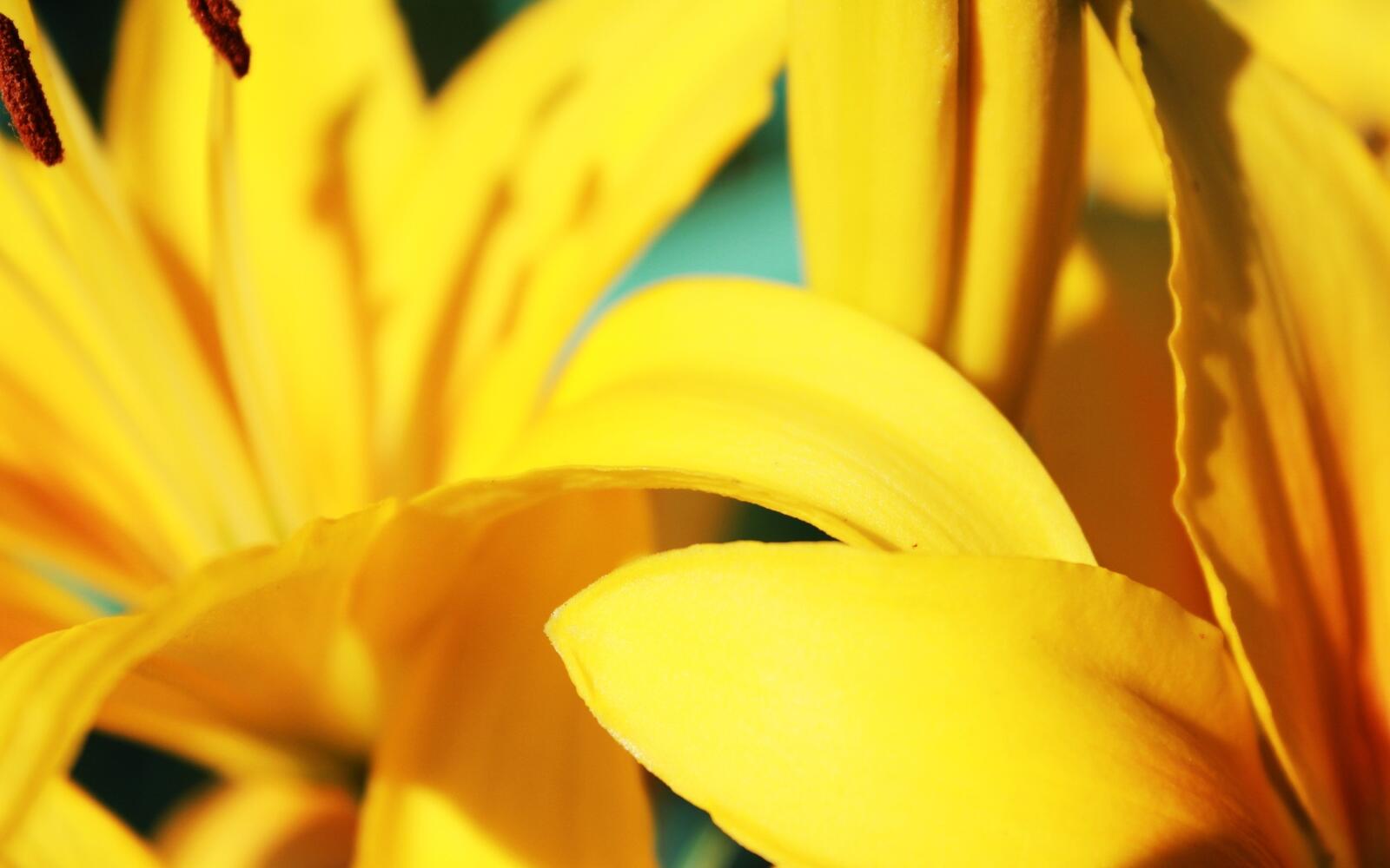 Бесплатное фото Обои с жёлтыми цветами