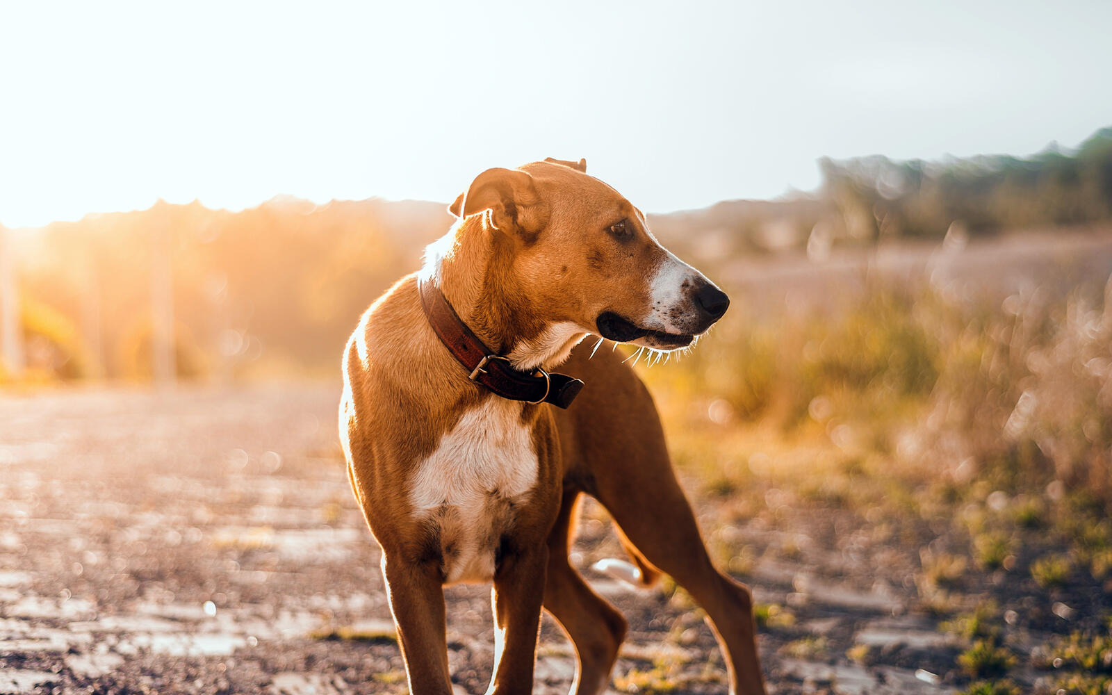 Бесплатное фото Маленькая собака коричневого цвета на солнце