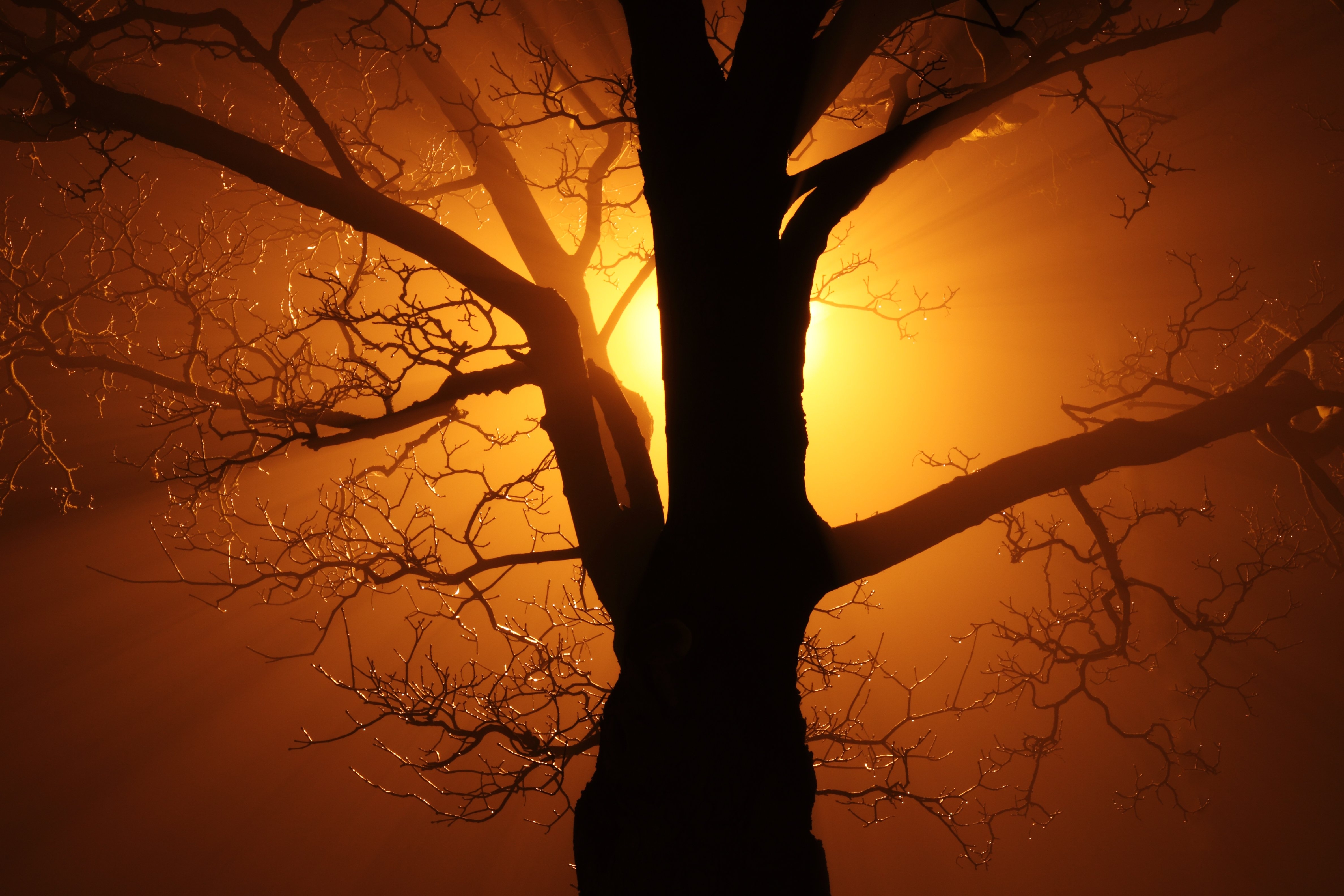 Фото бесплатно обои закат, дерево, тень