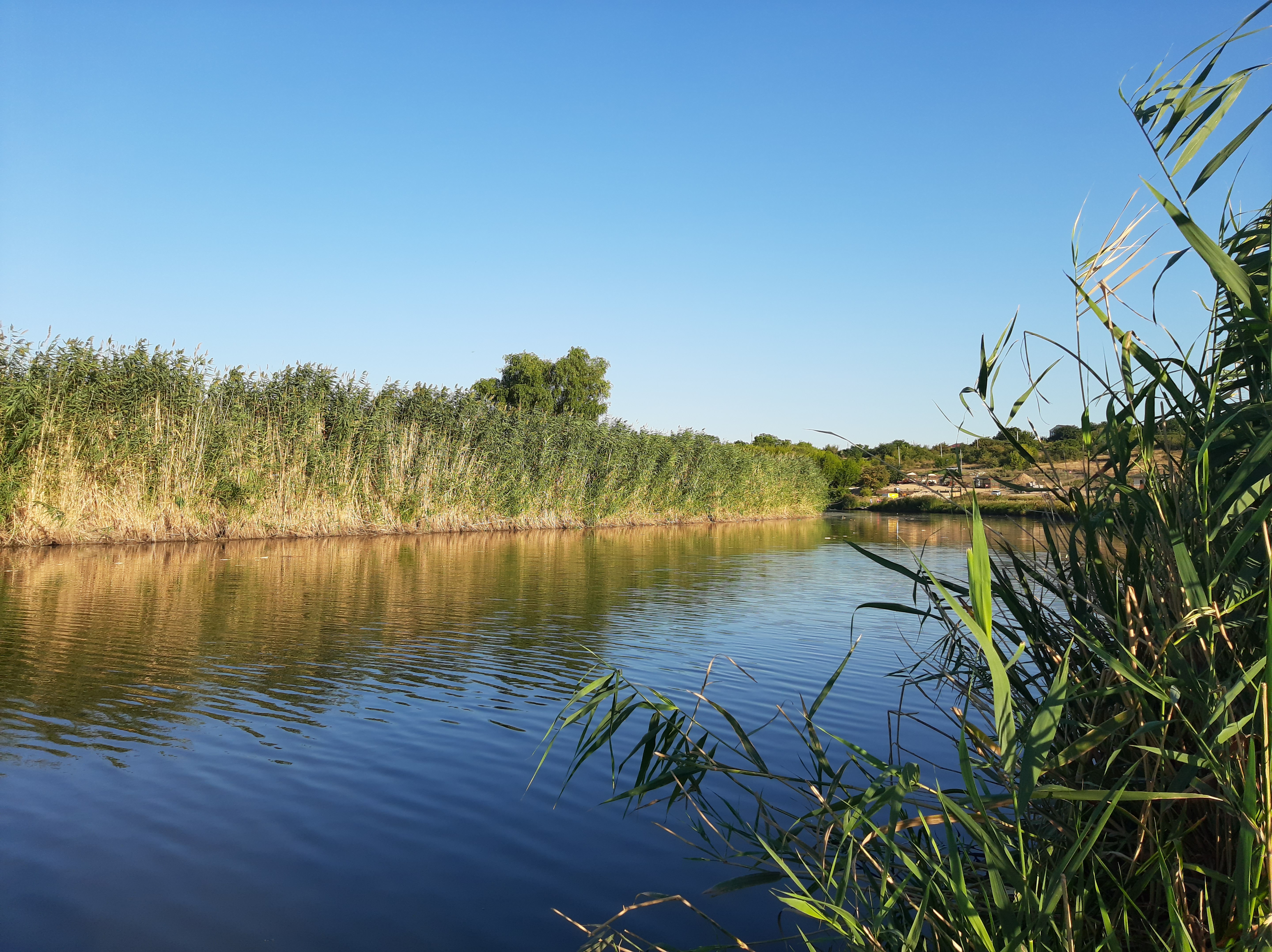 Бесплатное фото Отражение камыша на тихой реке