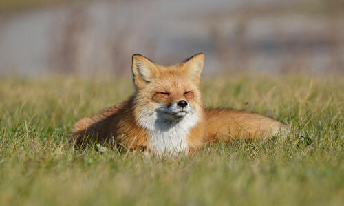The fox is enjoying the sunrise