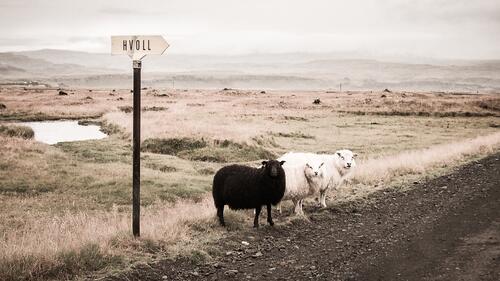 3 овцы стоят у дороги на пастбище