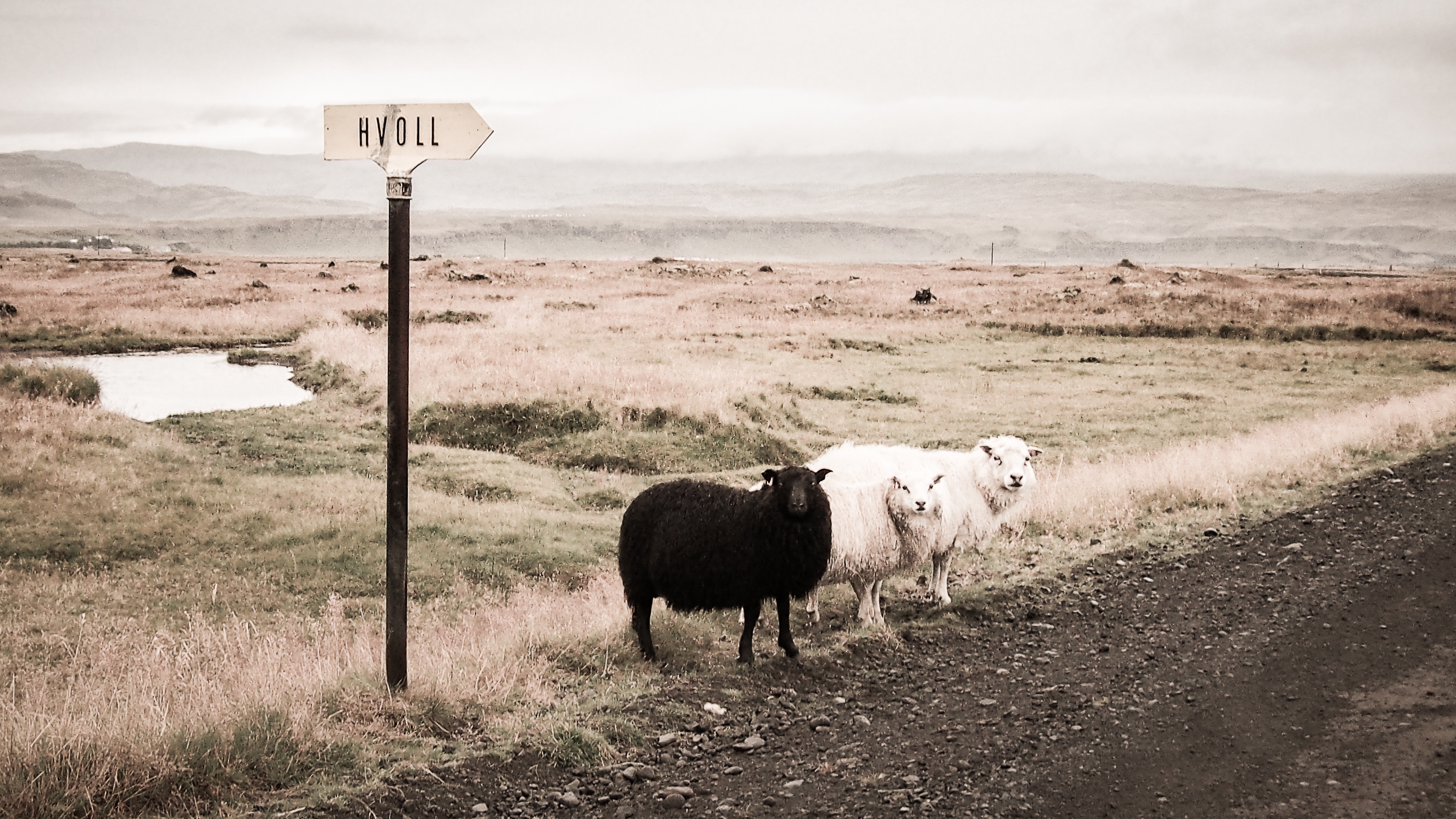 免费照片3只羊站在牧场的路边