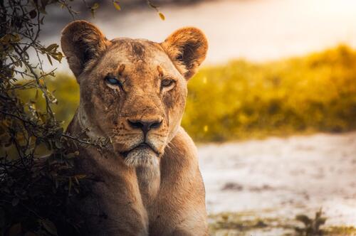An old lioness hid from the sunlight in a bush