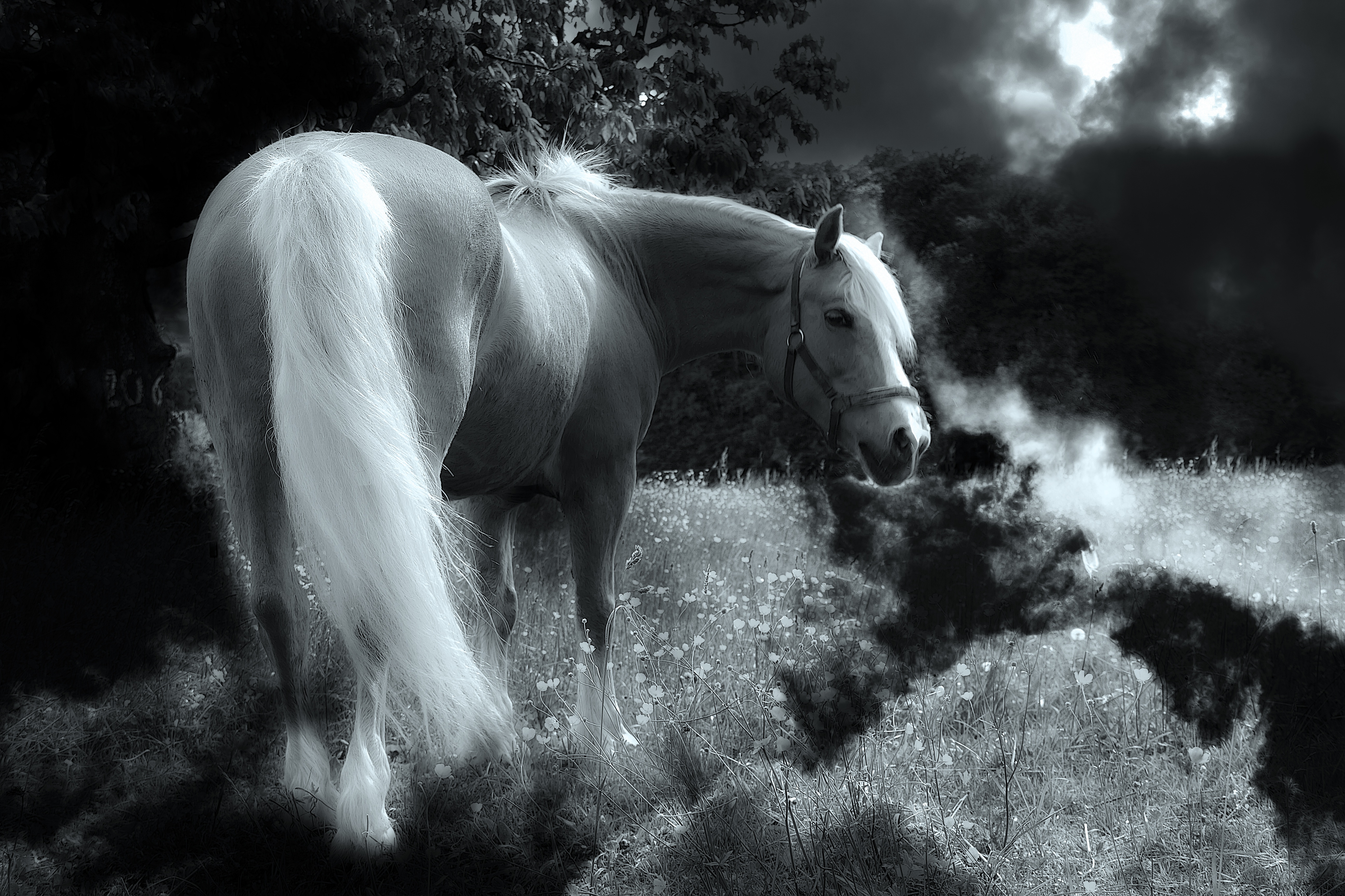 White stallion at night