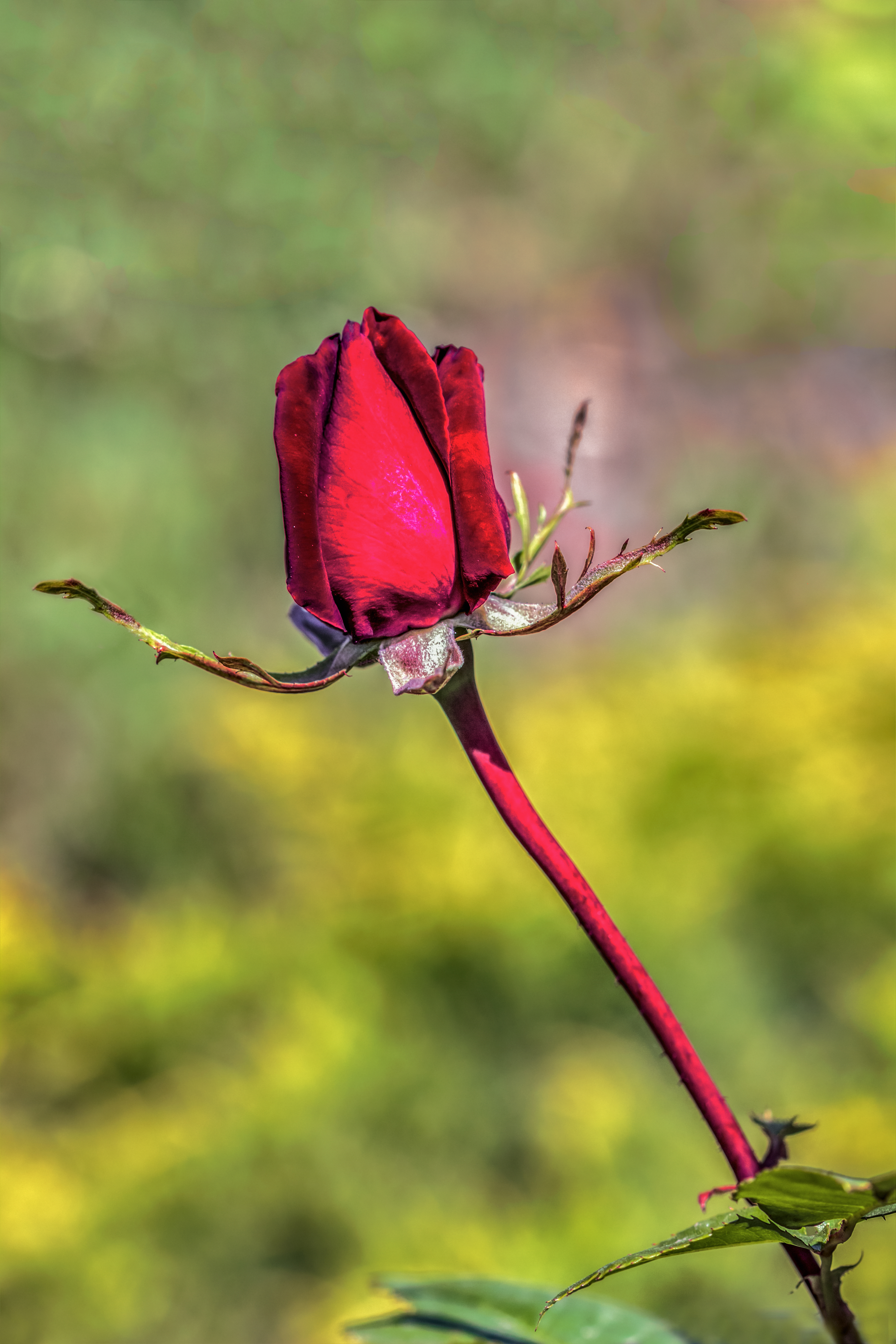 免费照片花园里的红玫瑰