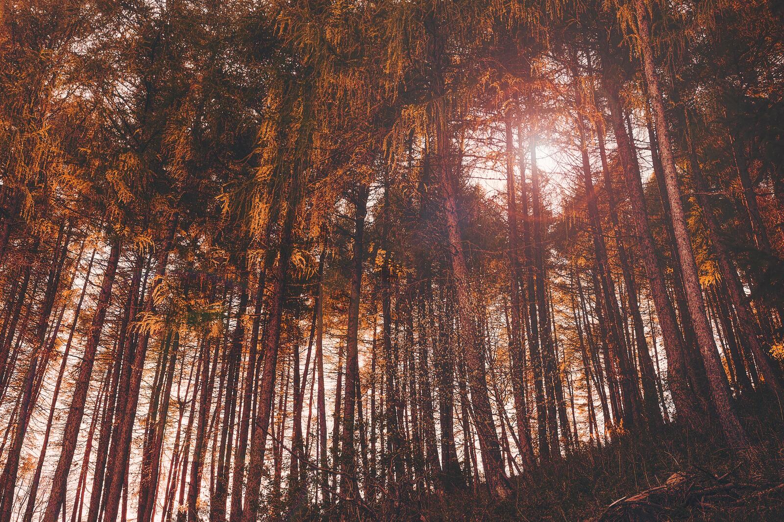 免费照片阳光透过针叶树照耀大地
