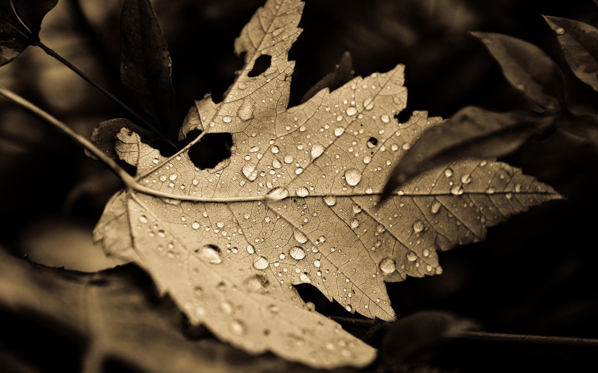 枯萎的枫叶上的雨滴