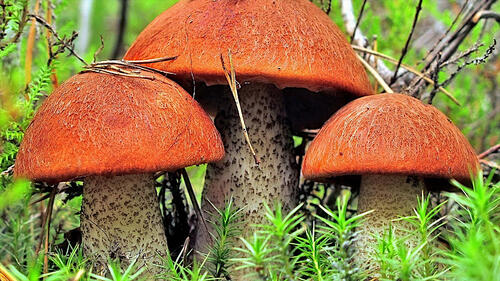 Podosynovik mushrooms in the green grass