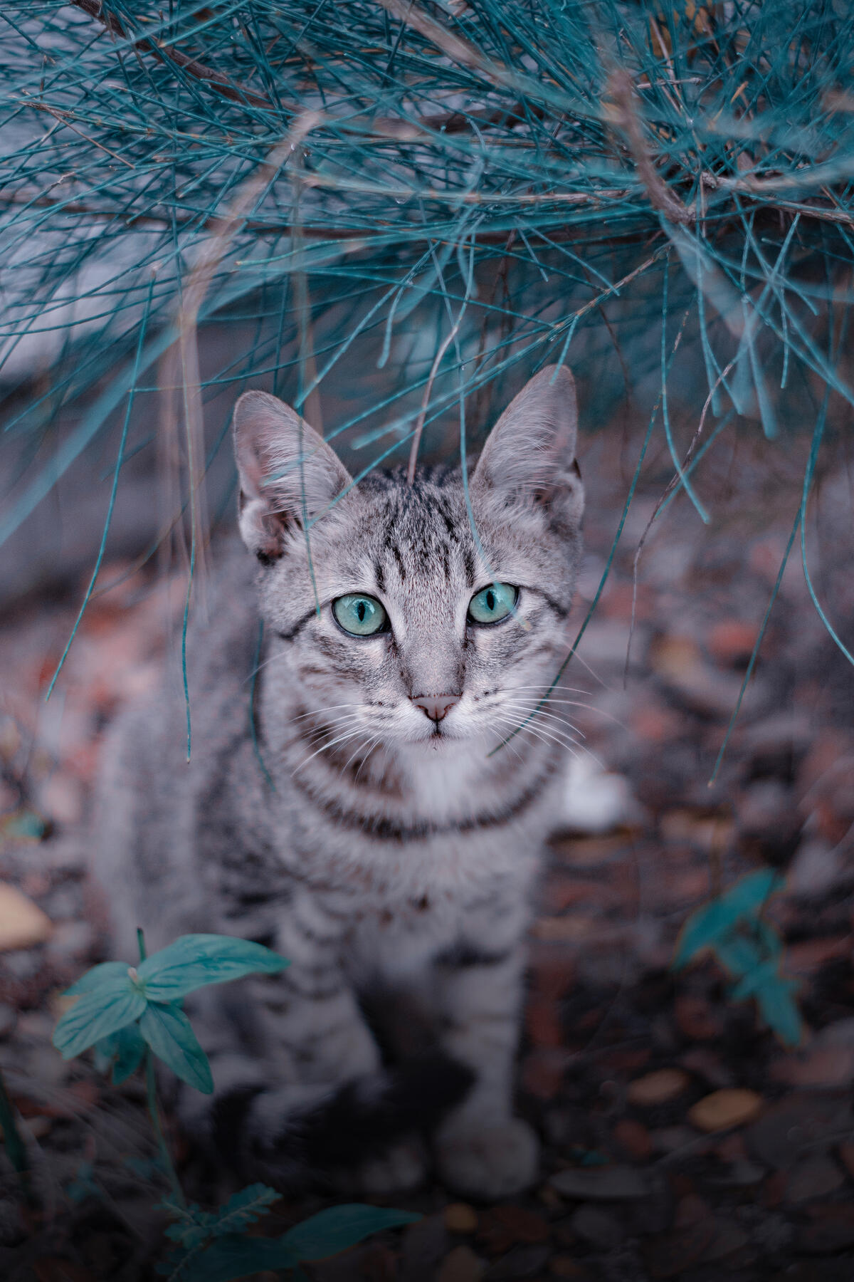 Уличный кот с необыкновенными глазами