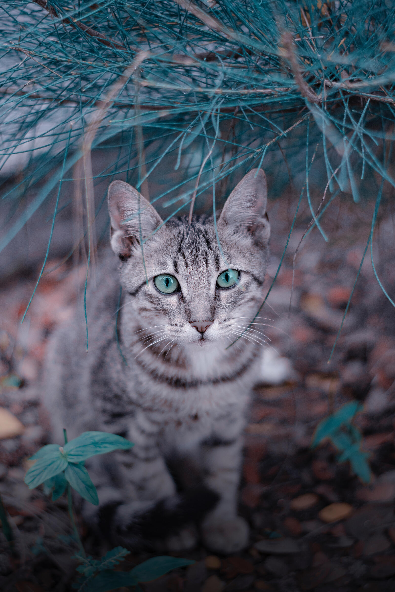 Бесплатное фото Уличный кот с необыкновенными глазами
