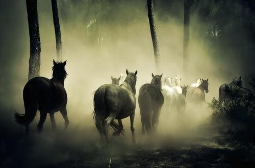 Horses run through the gloomy woods