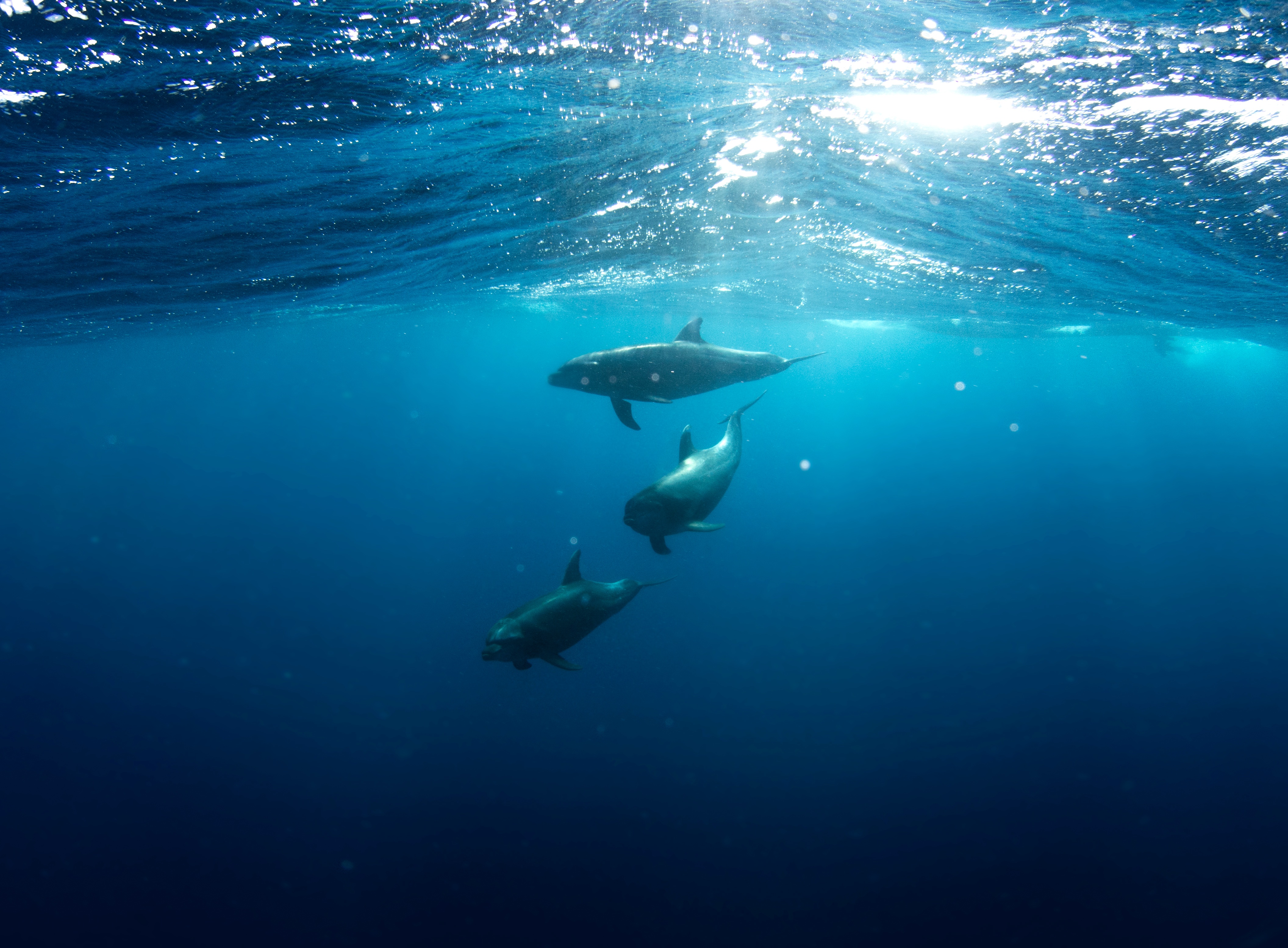 Free photo Three dolphins swimming underwater