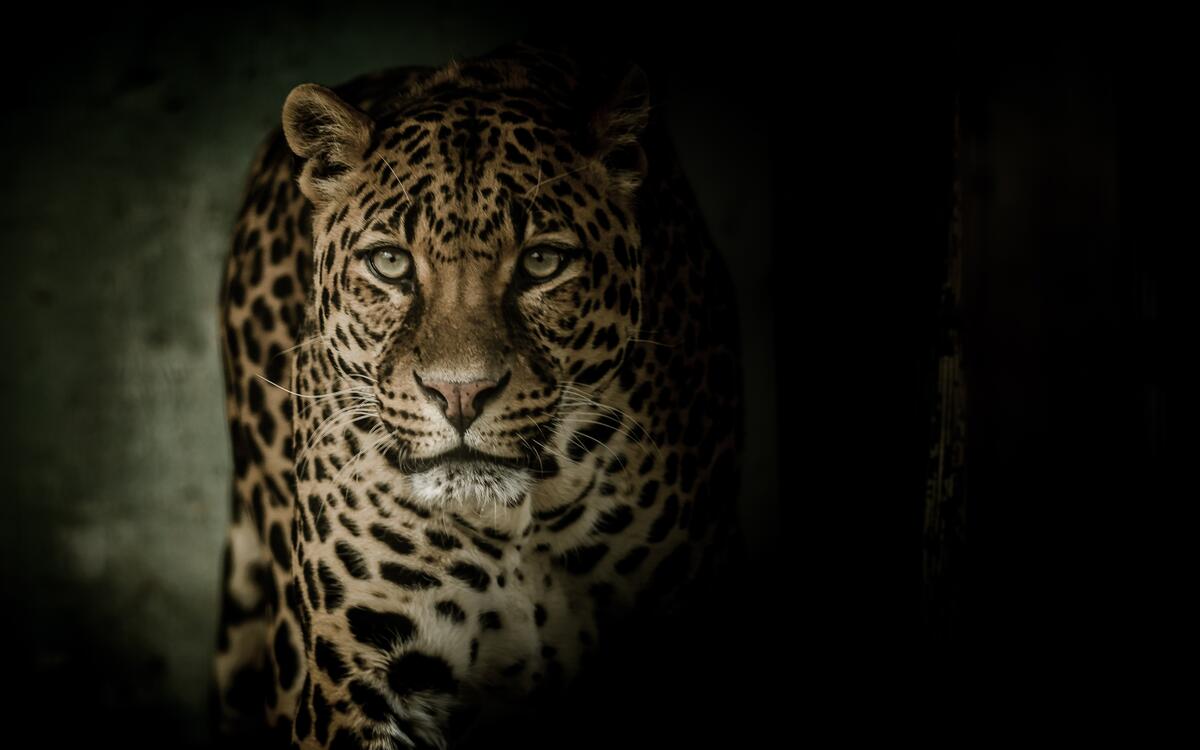 Big spotted cat