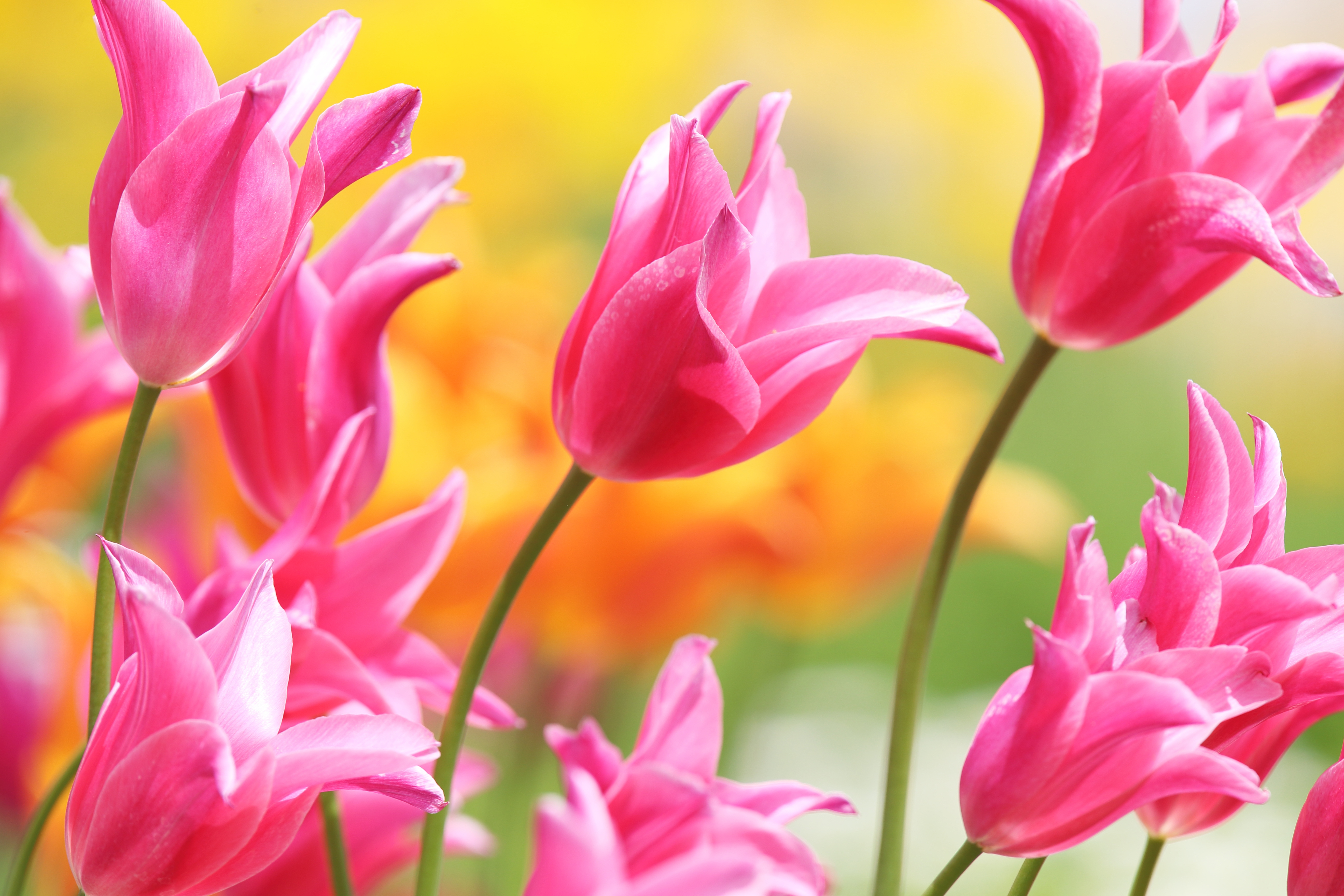 Бесплатное фото Розовые тюльпаны